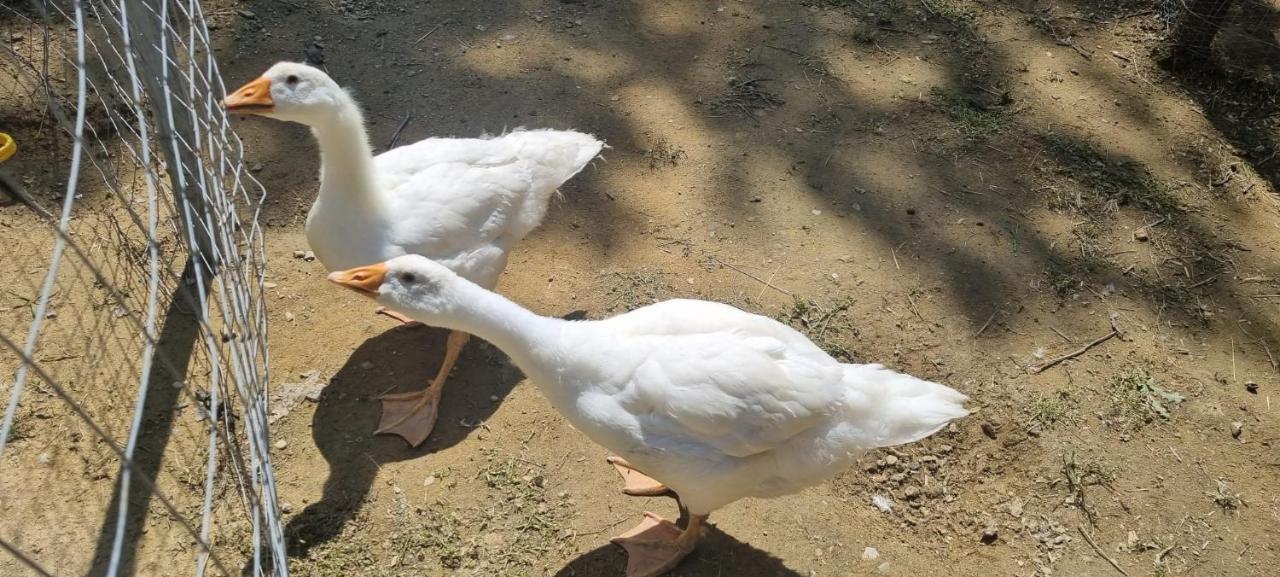 Agriturismo I Millepini Case Malva Kültér fotó